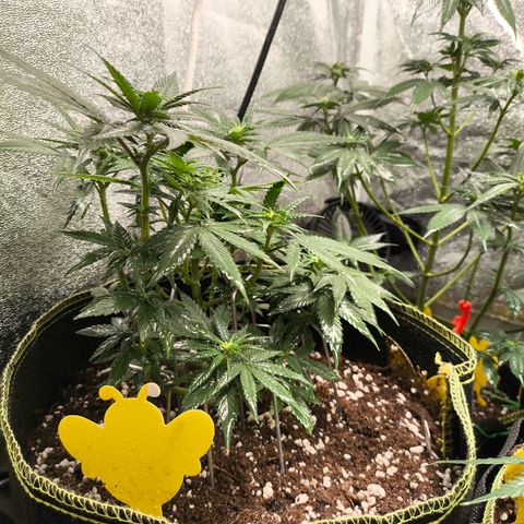 Tropicana Cookies FF growlog timeline photo