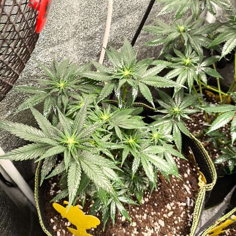 Tropicana Cookies FF growlog timeline photo