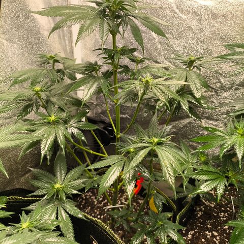 Purple Lemonade FF growlog timeline photo