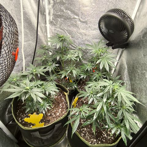 Tropicana Cookies FF growlog timeline photo