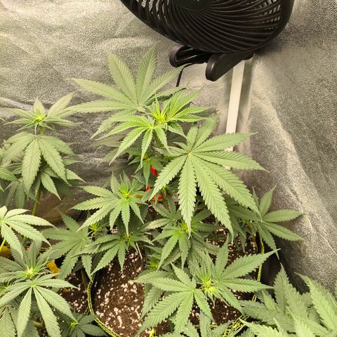 GG4 Sherbet FF growlog timeline photo