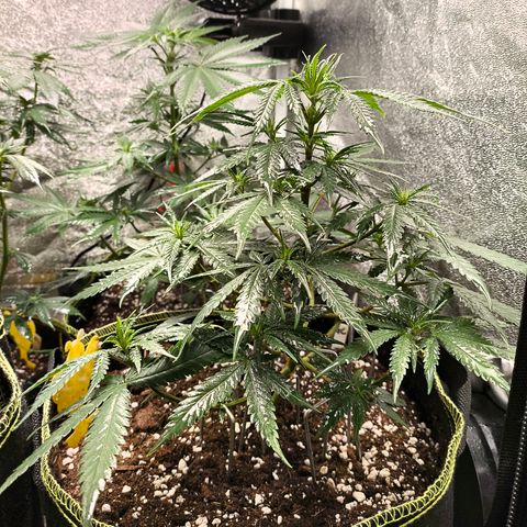 Gorilla Cookies FF growlog timeline photo