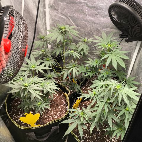 Tropicana Cookies FF growlog timeline photo