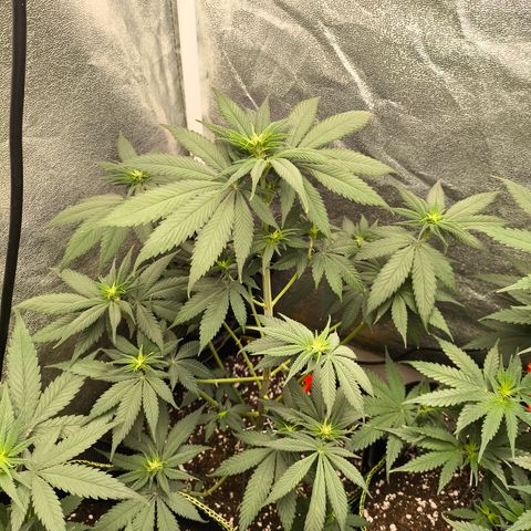 Purple Lemonade FF growlog timeline photo