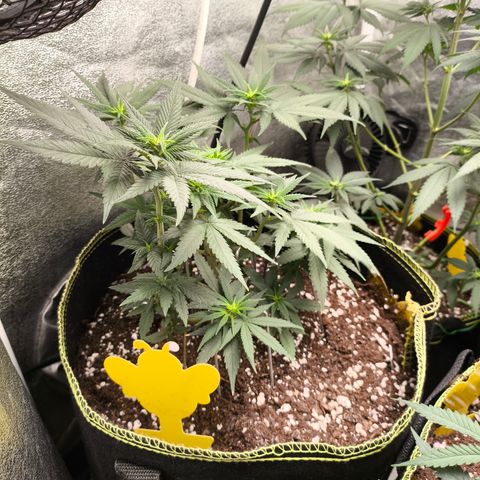 Tropicana Cookies FF growlog timeline photo