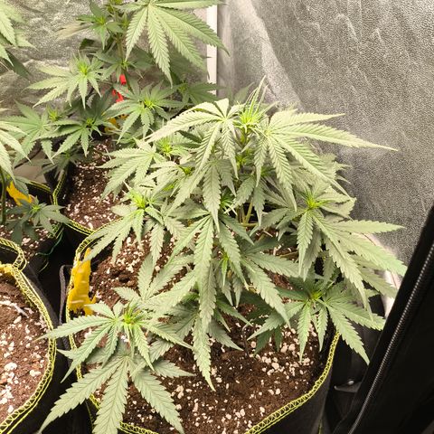 Gorilla Cookies FF growlog timeline photo