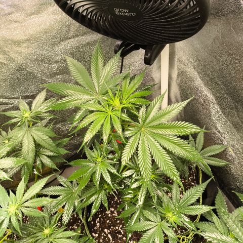 GG4 Sherbet FF growlog timeline photo