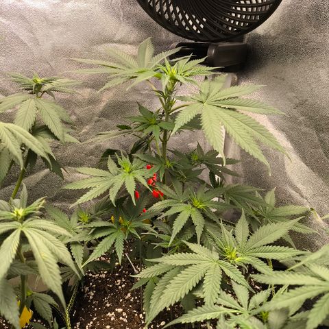 GG4 Sherbet FF growlog timeline photo