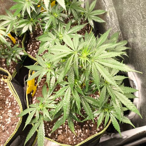 Gorilla Cookies FF growlog timeline photo