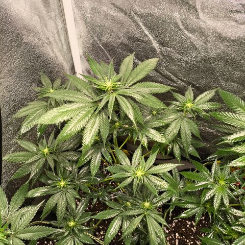 Purple Lemonade FF growlog timeline photo