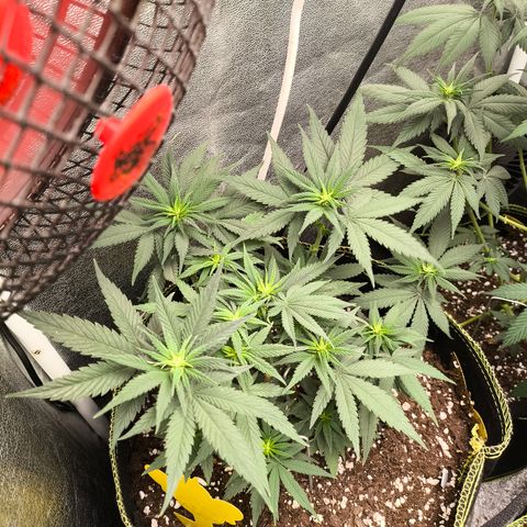 Tropicana Cookies FF growlog timeline photo