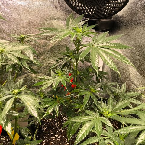 GG4 Sherbet FF growlog timeline photo