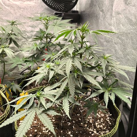 Gorilla Cookies FF growlog timeline photo