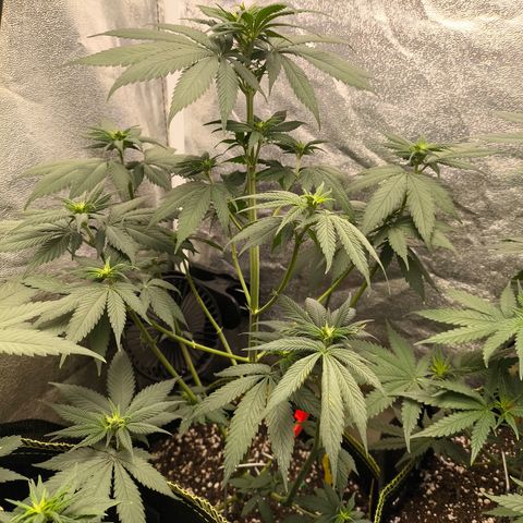 Purple Lemonade FF growlog timeline photo