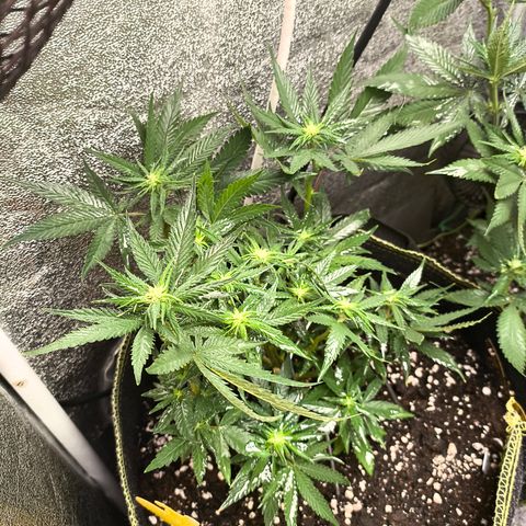 Tropicana Cookies FF growlog timeline photo