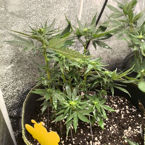 Tropicana Cookies FF growlog timeline photo