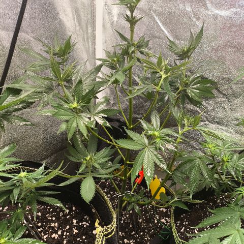 Purple Lemonade FF growlog timeline photo