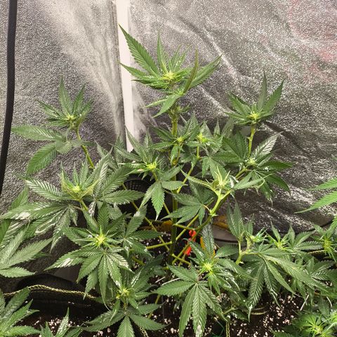 Purple Lemonade FF growlog timeline photo