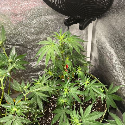 GG4 Sherbet FF growlog timeline photo