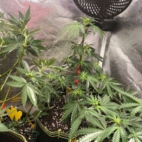 GG4 Sherbet FF growlog timeline photo