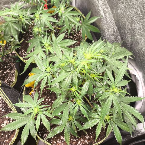 Gorilla Cookies FF growlog timeline photo