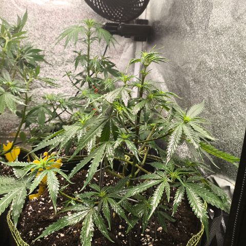 Gorilla Cookies FF growlog timeline photo
