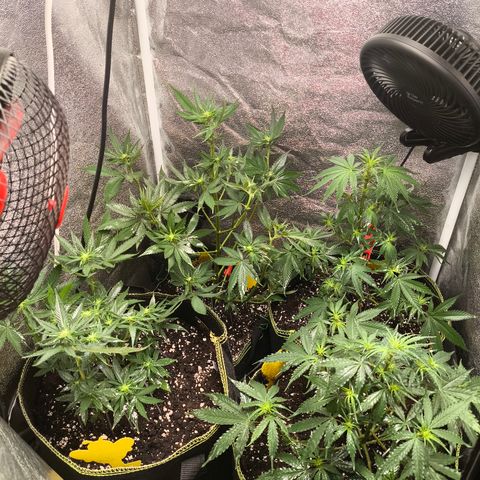 Tropicana Cookies FF growlog timeline photo