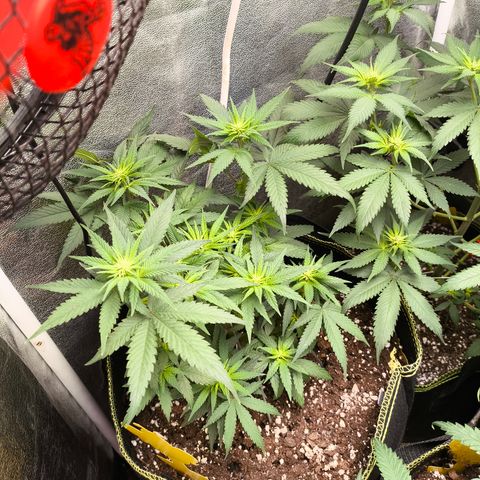 Tropicana Cookies FF growlog timeline photo