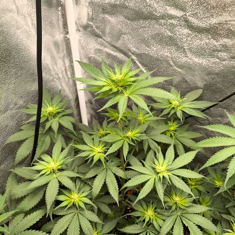 Purple Lemonade FF growlog timeline photo