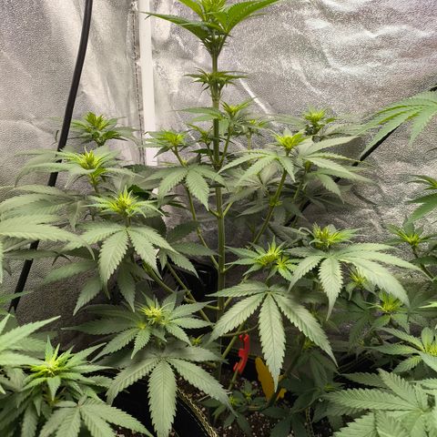 Purple Lemonade FF growlog timeline photo