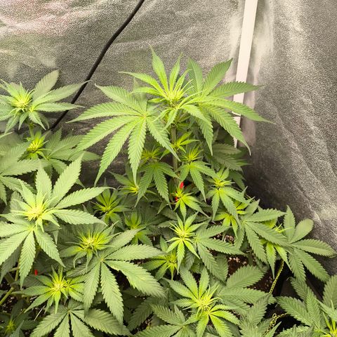GG4 Sherbet FF growlog timeline photo