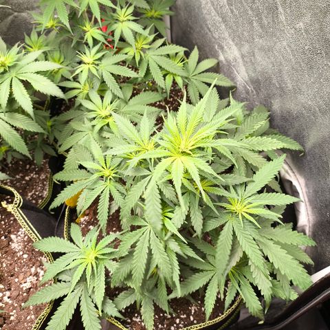 Gorilla Cookies FF growlog timeline photo