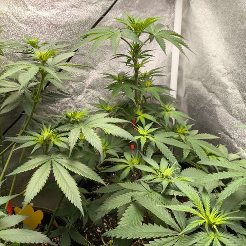 GG4 Sherbet FF growlog timeline photo