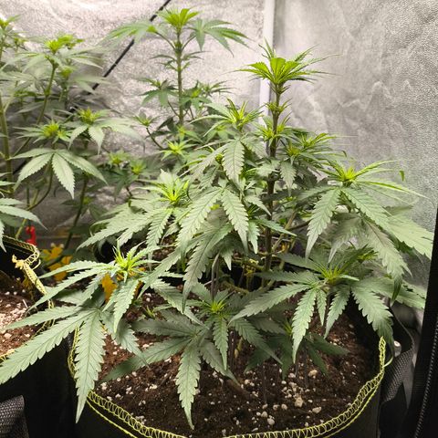 Gorilla Cookies FF growlog timeline photo