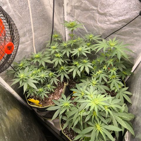 Tropicana Cookies FF growlog timeline photo
