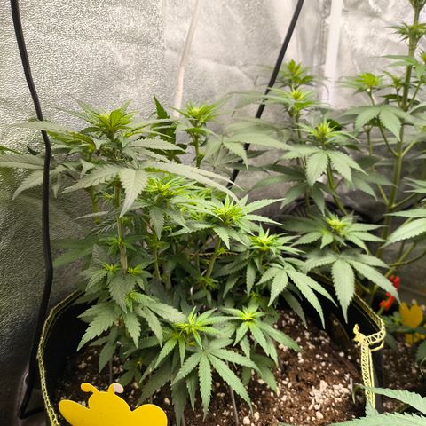 Tropicana Cookies FF growlog timeline photo