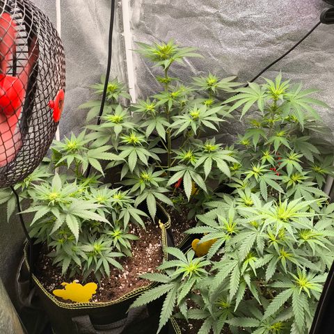 Tropicana Cookies FF growlog timeline photo