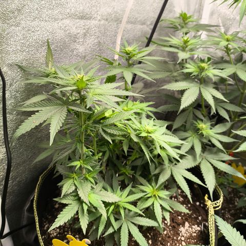 Tropicana Cookies FF growlog timeline photo