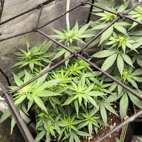 Tropicana Cookies FF growlog timeline photo