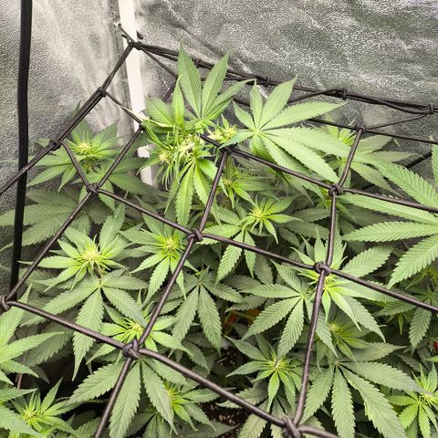 Purple Lemonade FF growlog timeline photo