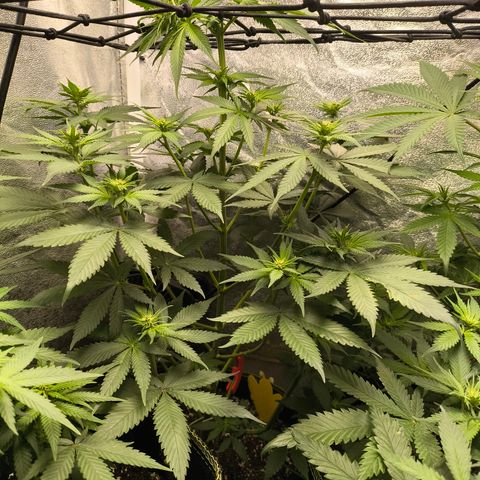 Purple Lemonade FF growlog timeline photo
