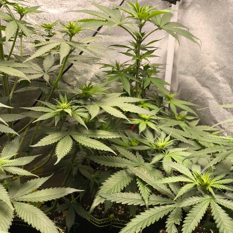 GG4 Sherbet FF growlog timeline photo