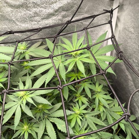 GG4 Sherbet FF growlog timeline photo