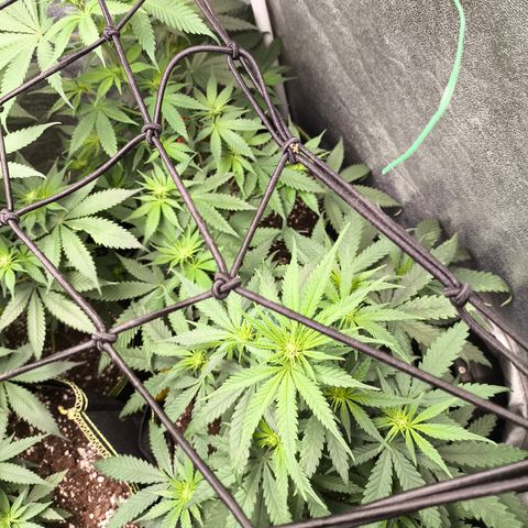 Gorilla Cookies FF growlog timeline photo