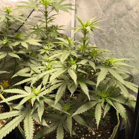 Gorilla Cookies FF growlog timeline photo