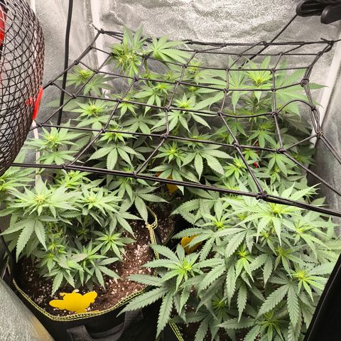 Tropicana Cookies FF growlog timeline photo