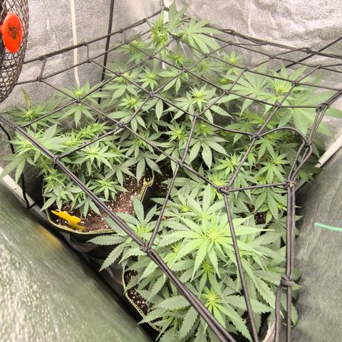 Tropicana Cookies FF growlog timeline photo