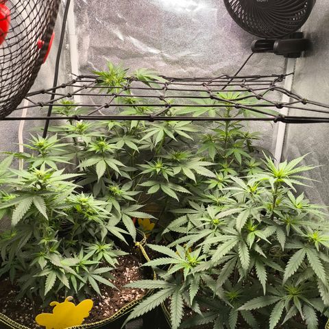 Tropicana Cookies FF growlog timeline photo