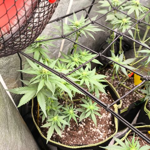Tropicana Cookies FF growlog timeline photo