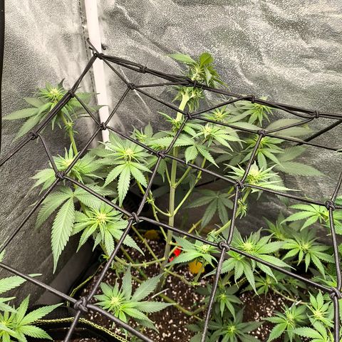 Purple Lemonade FF growlog timeline photo
